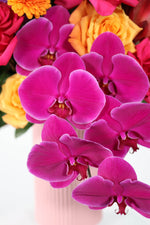 Close-up of vibrant pink orchids with blurred colorful flowers in the background