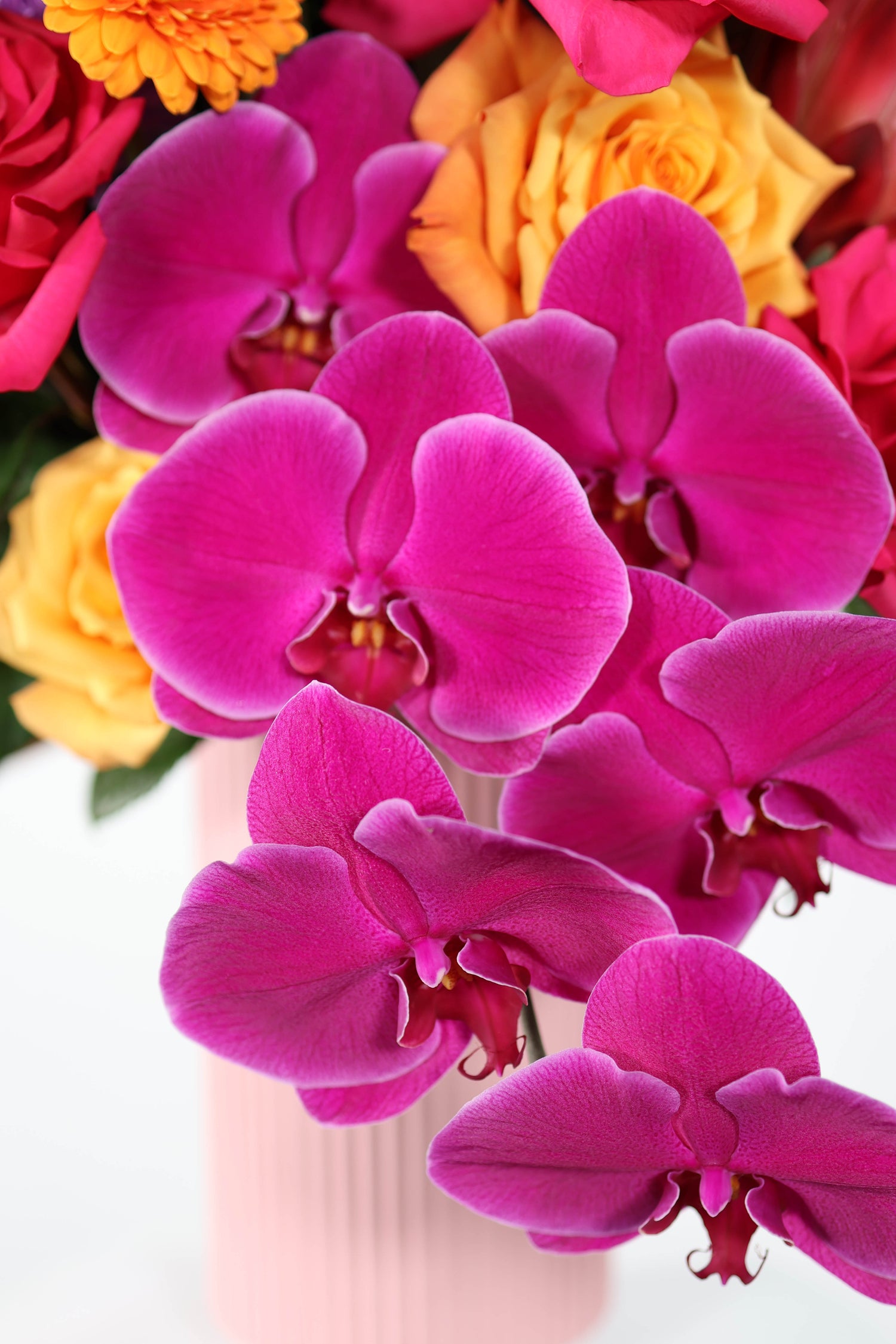 Close-up of vibrant pink orchids with blurred colorful flowers in the background