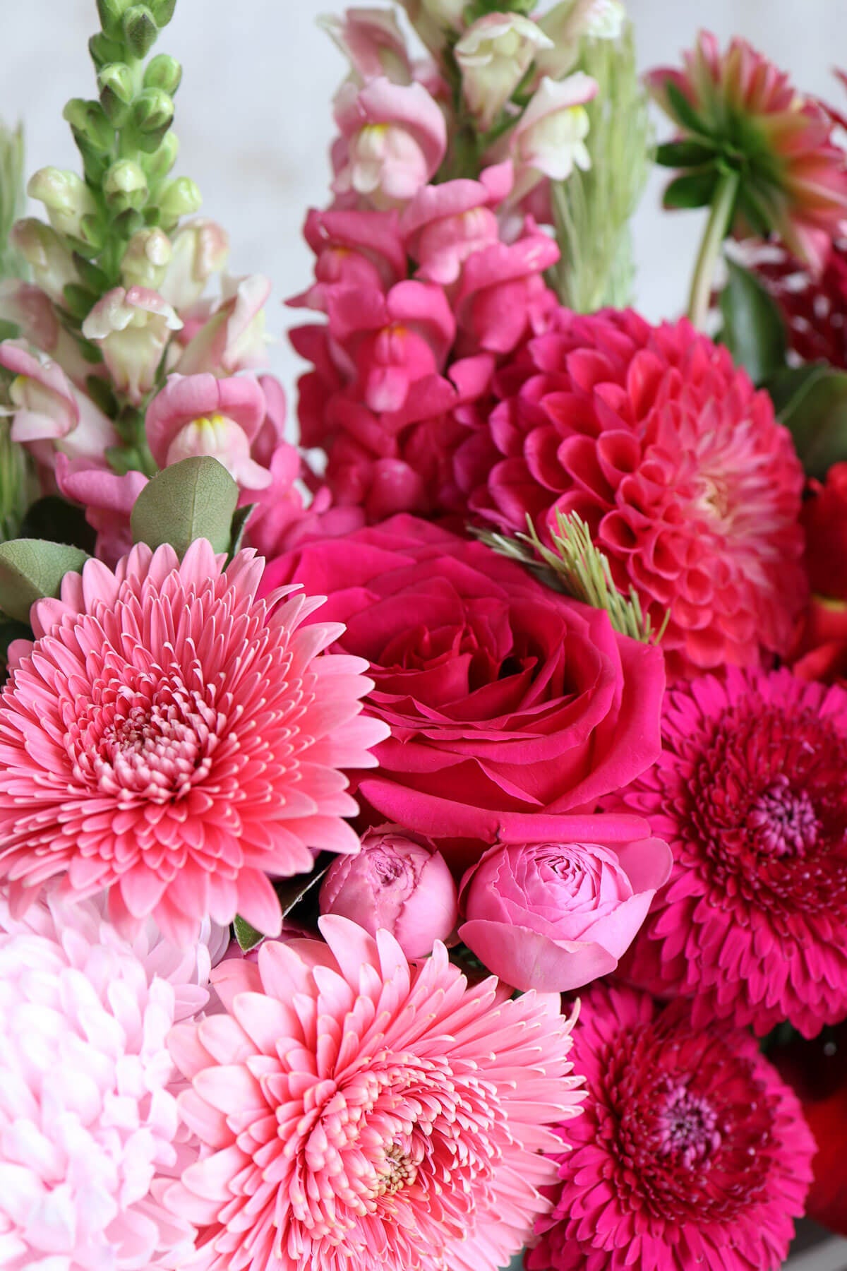 Pink gerberas, pink roses and red dahlias in a bouquet for delivery.