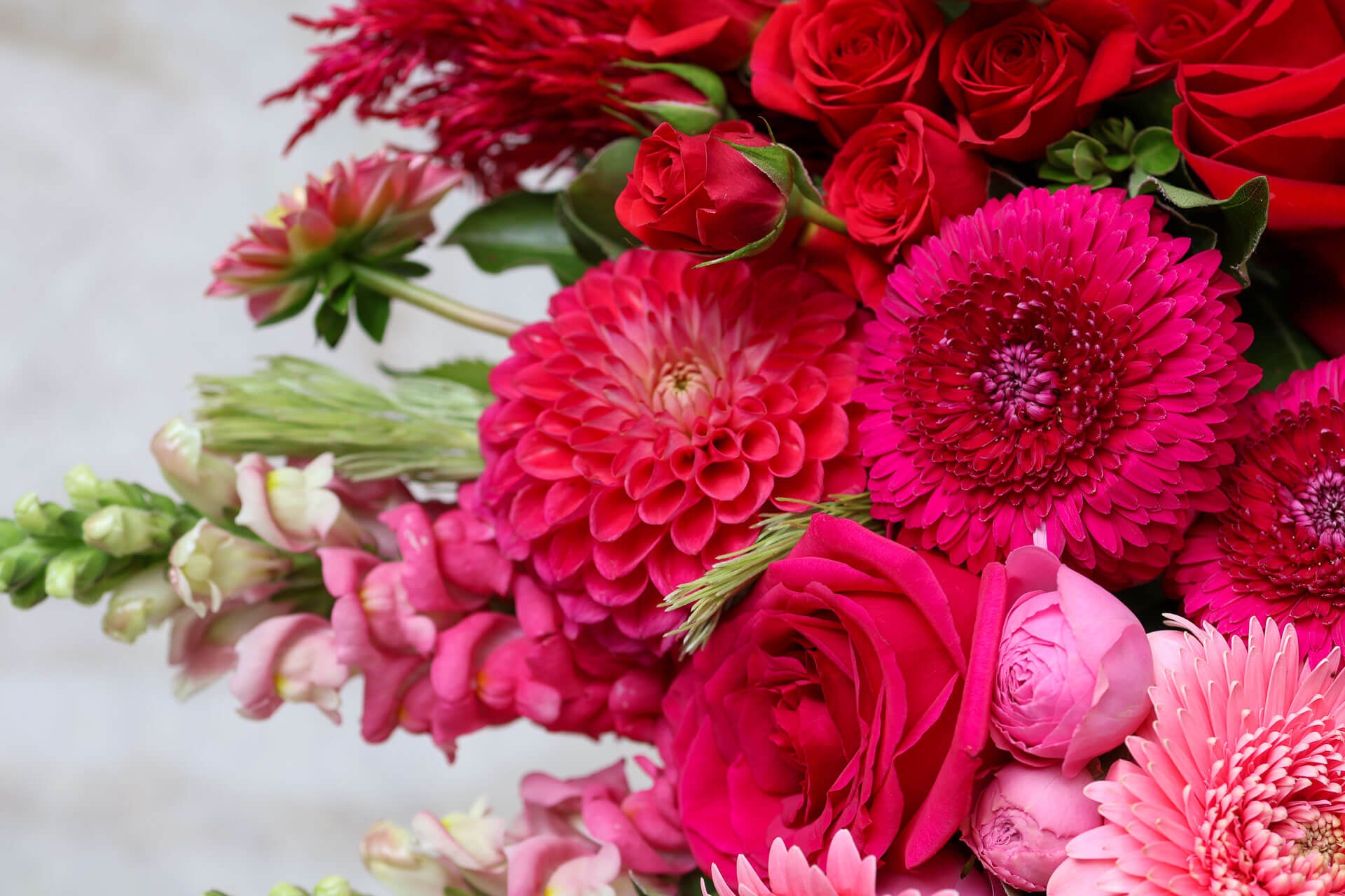 Premium Valentine's Day flowers like hot pink roses and dahlias in a bouquet.