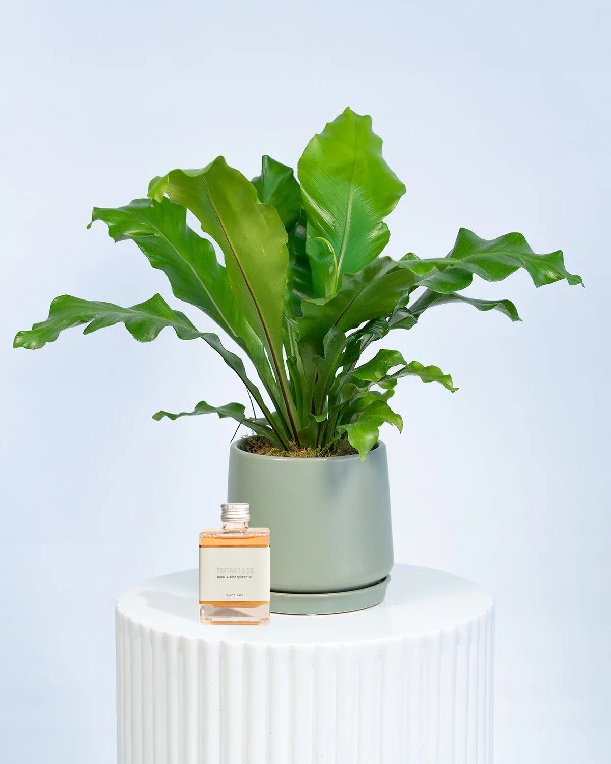 Ceramic potted indoor plant and cocktail gift set for delivery in Brisbane