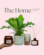 The Home Edit with indoor plant, ceramic pot, candle, chocolates and diffuser.