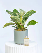 Indoor plant gift set with 100ml Three Foxes bottled cocktail by Brisbane Market Flowers.