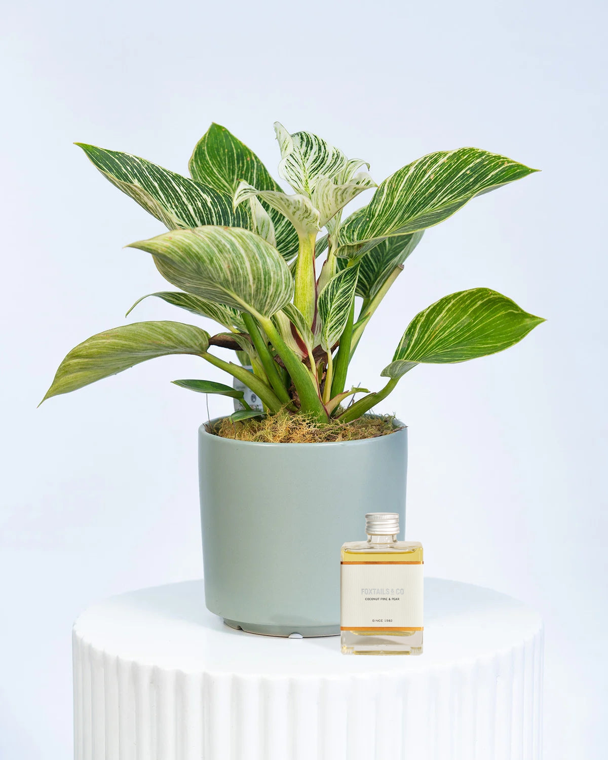 Indoor plant gift set with 100ml Three Foxes bottled cocktail by Brisbane Market Flowers.