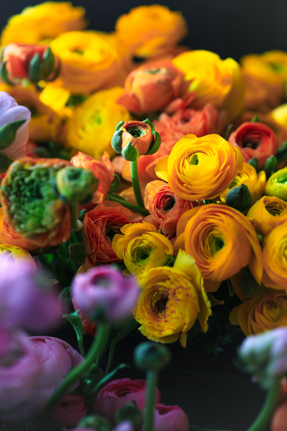 A close-up of yellow ranunculus with orange, pink, and purple .