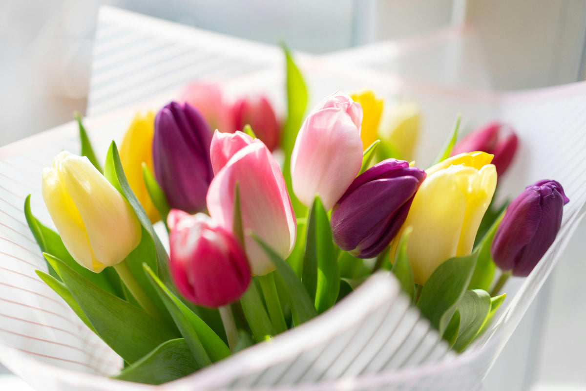 Mixed tulip bunch for Brisbane delivery this Mother's Day.