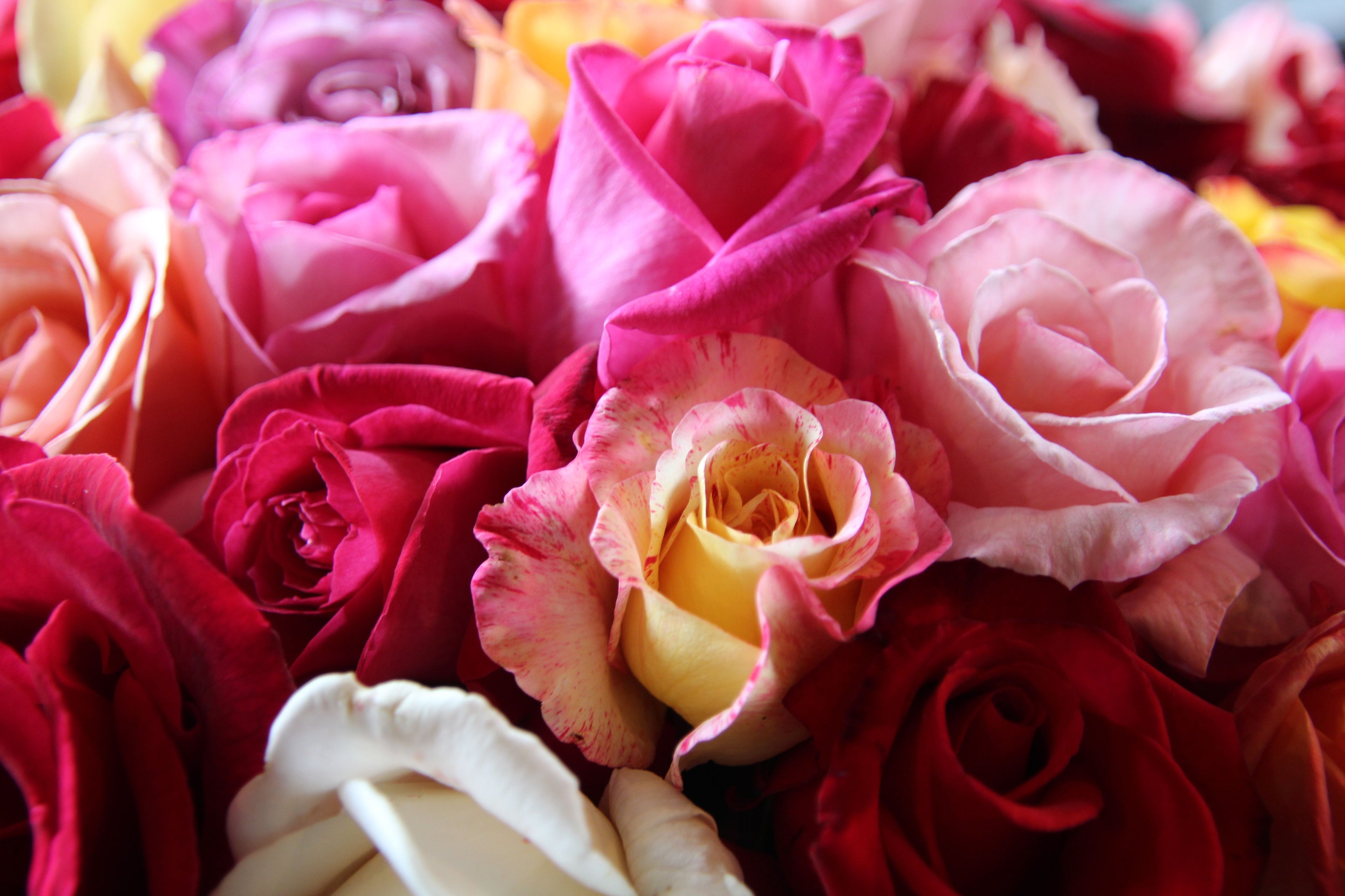 Close-up of mixed bouquet of colourful roses | Brisbane Market Flowers.