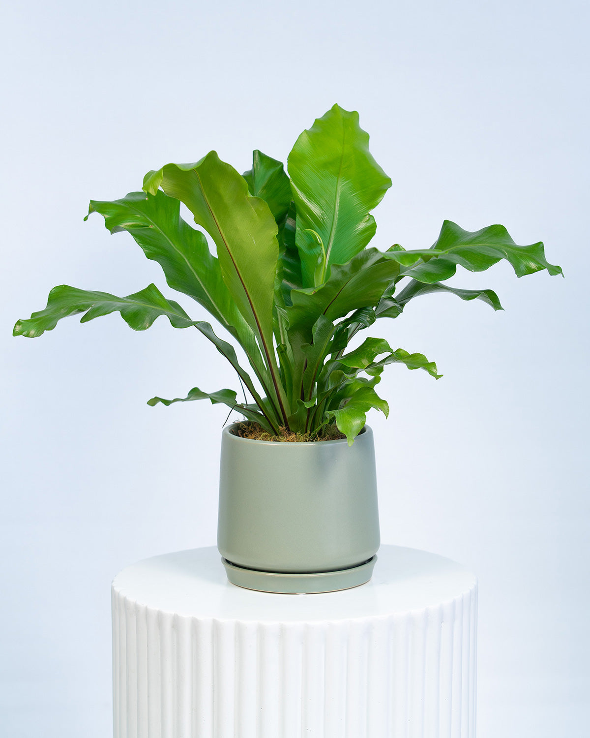A green indoor plant with large leaves in a grey pot, placed on a white surface against a white background.