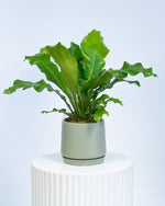 A green indoor plant with large leaves in a grey pot, placed on a white surface against a white background.
