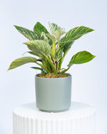 Beautiful green verigated plant in grey ceramic pot on a white pedestal.