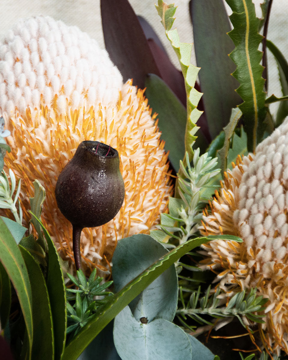 Gum nut and banksia 