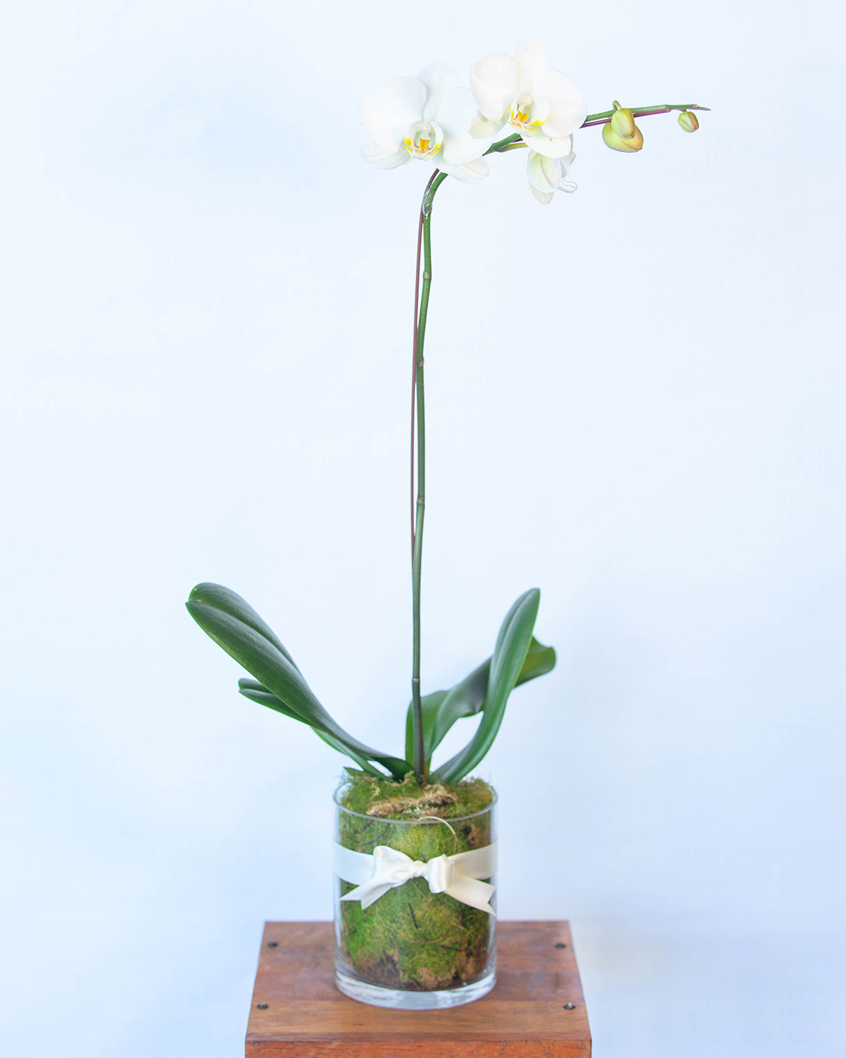 Phalaenopsis Orchids